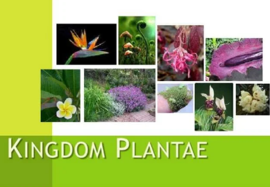 Plant Kingdom